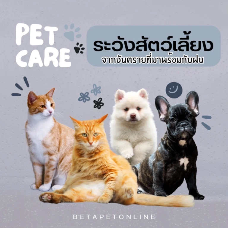 betapet-article-pet-rainy-season-risks