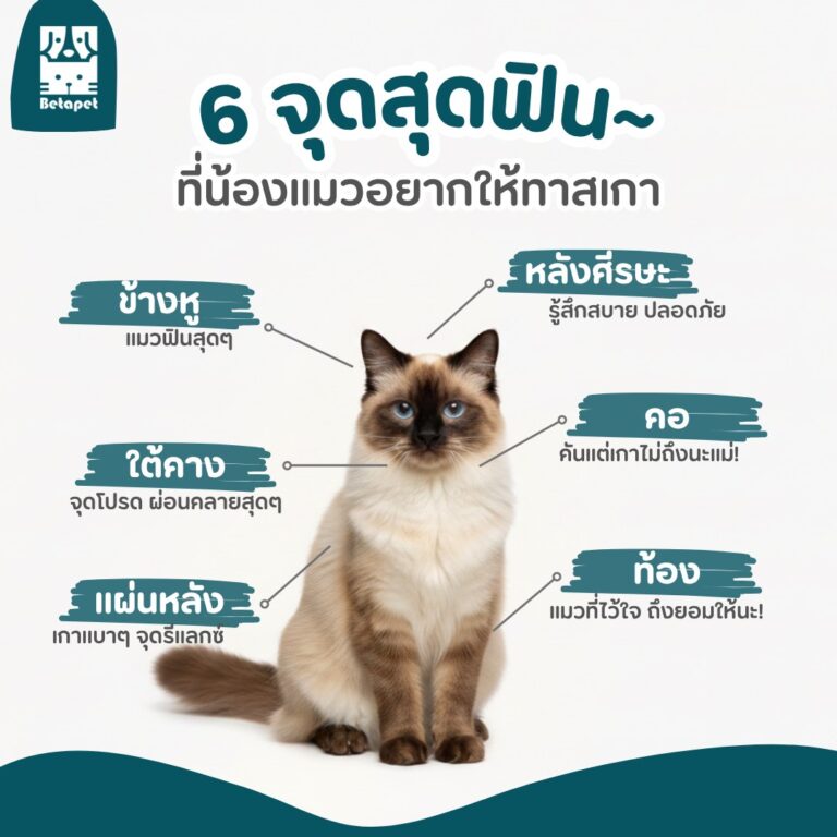 6-cat-scratching-spots