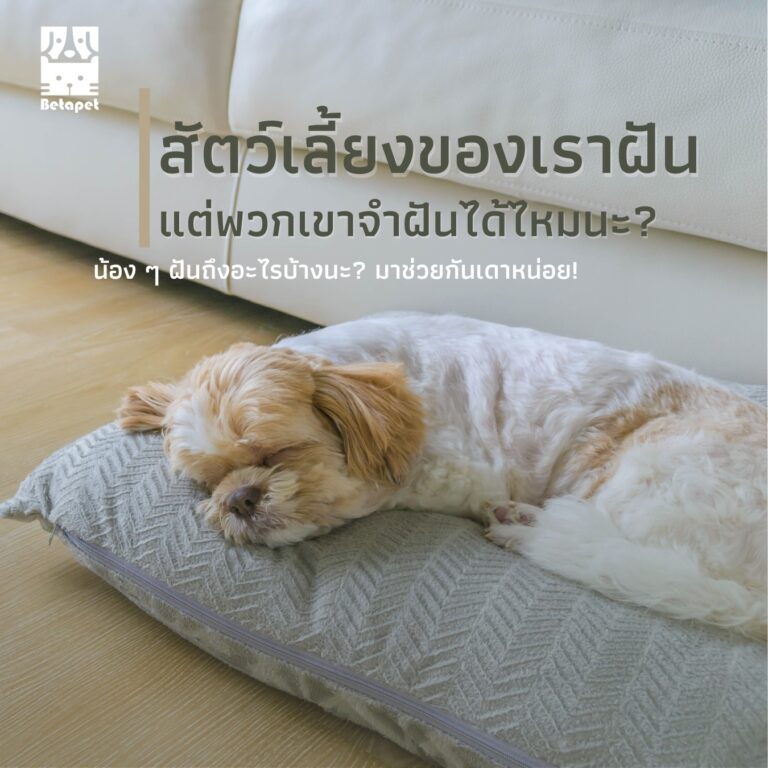 do-dogs-and-cats-dream-สัตว์เลี้ยงฝัน