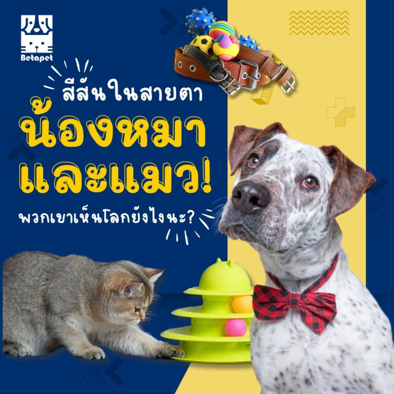 dog-cat-color-vision