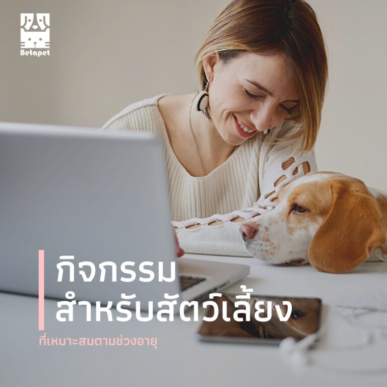 how-to-take-care-of-pets