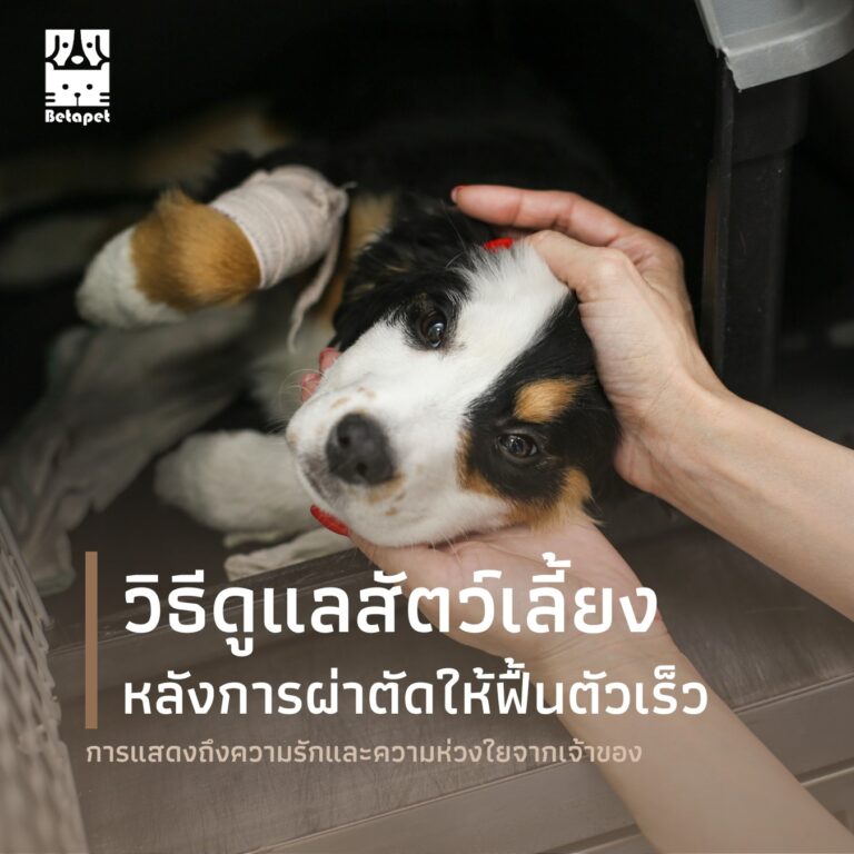 pet-post-surgery-care-การดูแลสัตว์เลี้ยงหลังผ่าตัด