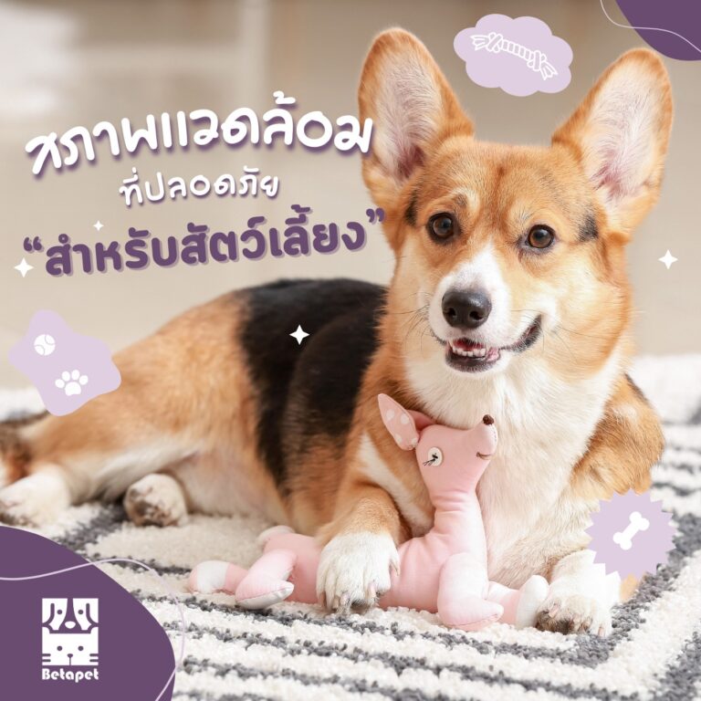 pet-safety-at-home-environment-สภาพแวดล้อม-ปลอดภัย-สัตว์เลี้ยง
