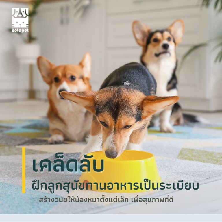 puppy-training-eating-tips-ฝึกลูกสุนัข-กินอาหาร-อย่างมีระเบียบ