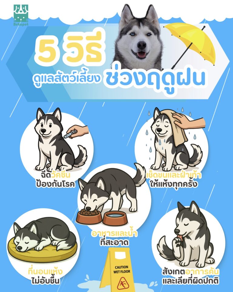 ดูแลสัตว์เลี้ยง-หน้าฝน-วิธีป้องกันโรค