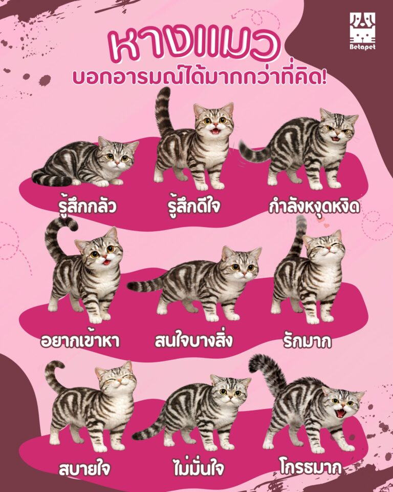 ภาษาหางแมว บอกอารมณ์แมวที่เจ้าของควรรู้