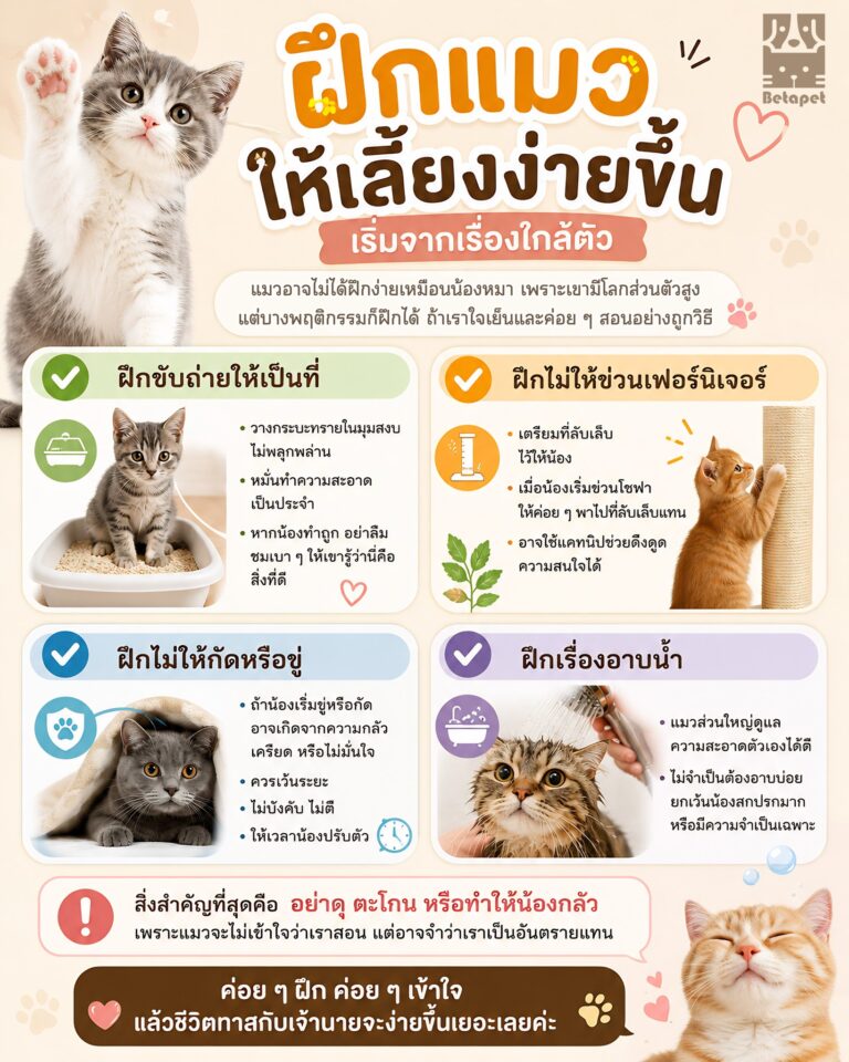 ฝึกแมวให้เลี้ยงง่าย-วิธีฝึกแมวเบื้องต้นสำหรับมือใหม่