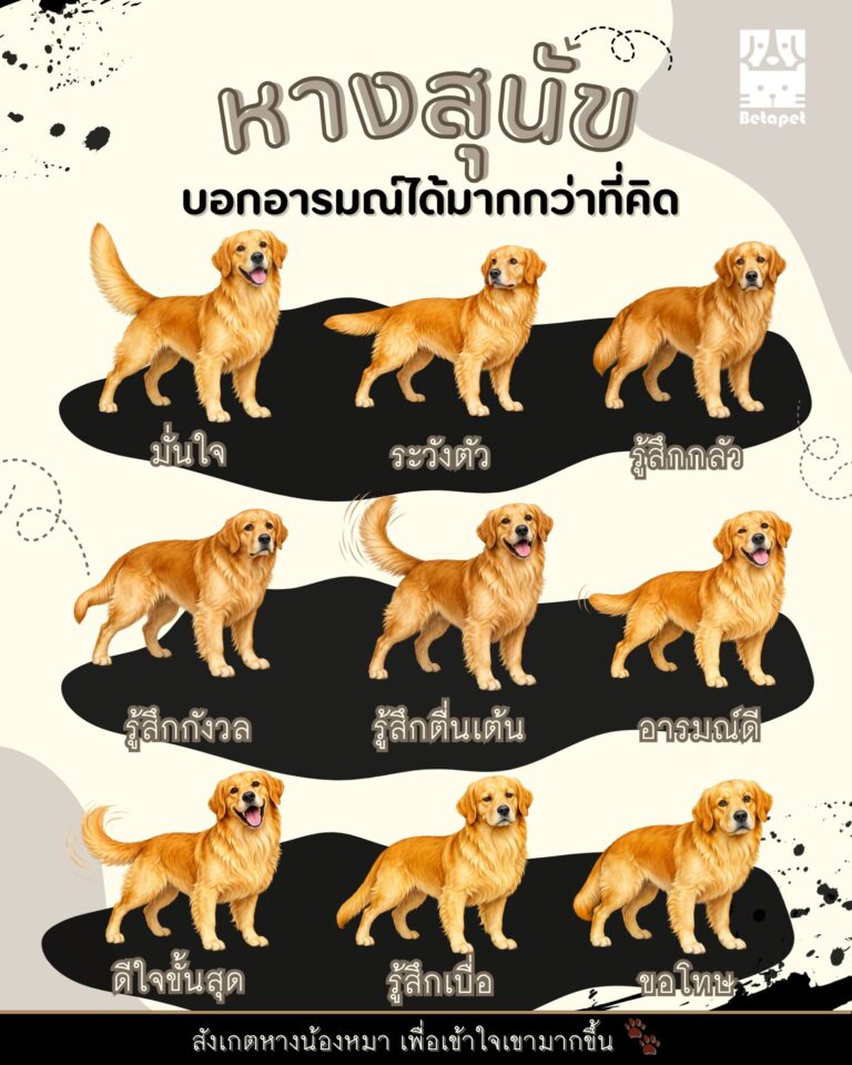 ภาษาหางสุนัข-บอกอารมณ์น้องหมา-วิธีดูภาษากายสุนัข
