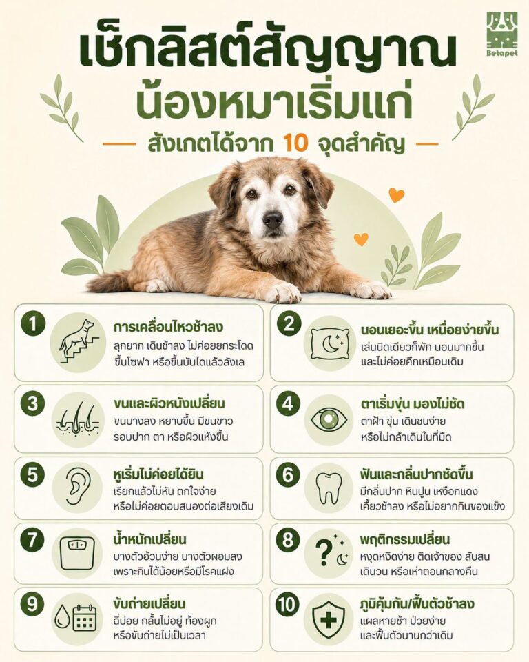 10-signs-of-aging-in-senior-dogs