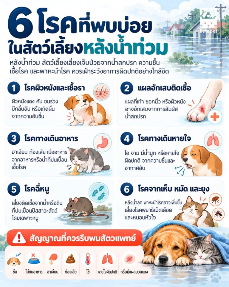 6-common-pet-diseases-after-flooding