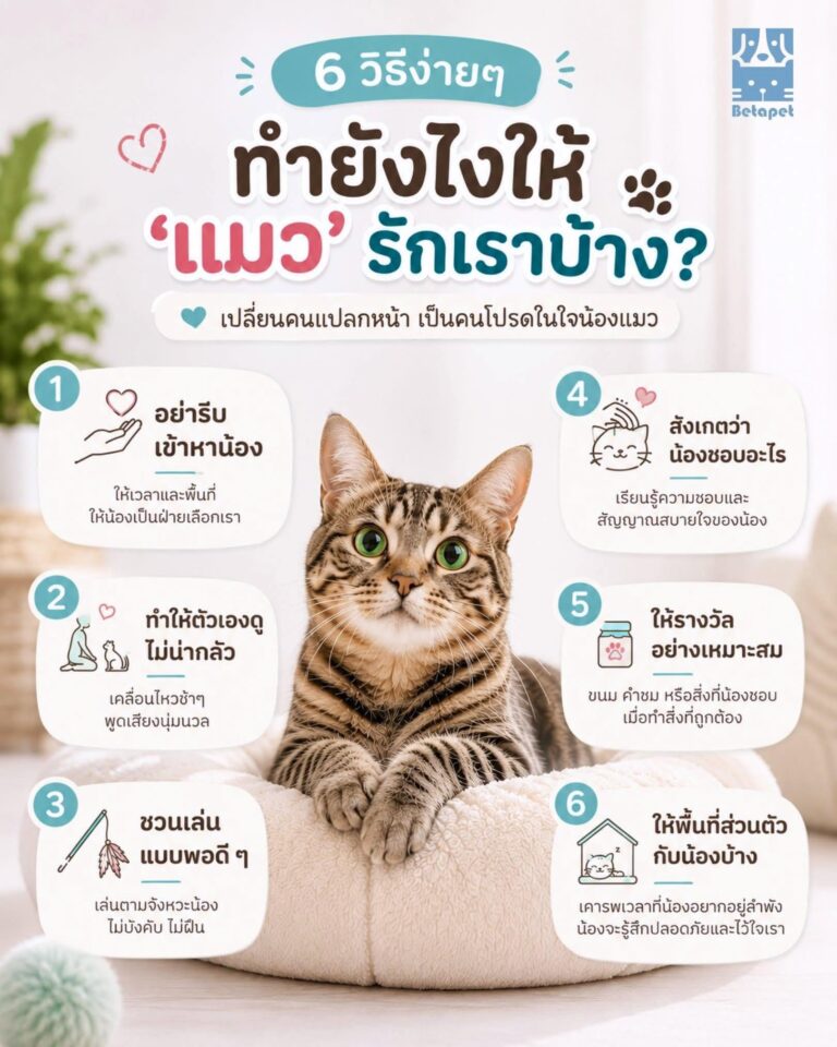 6-ways-to-make-your-cat-love-you