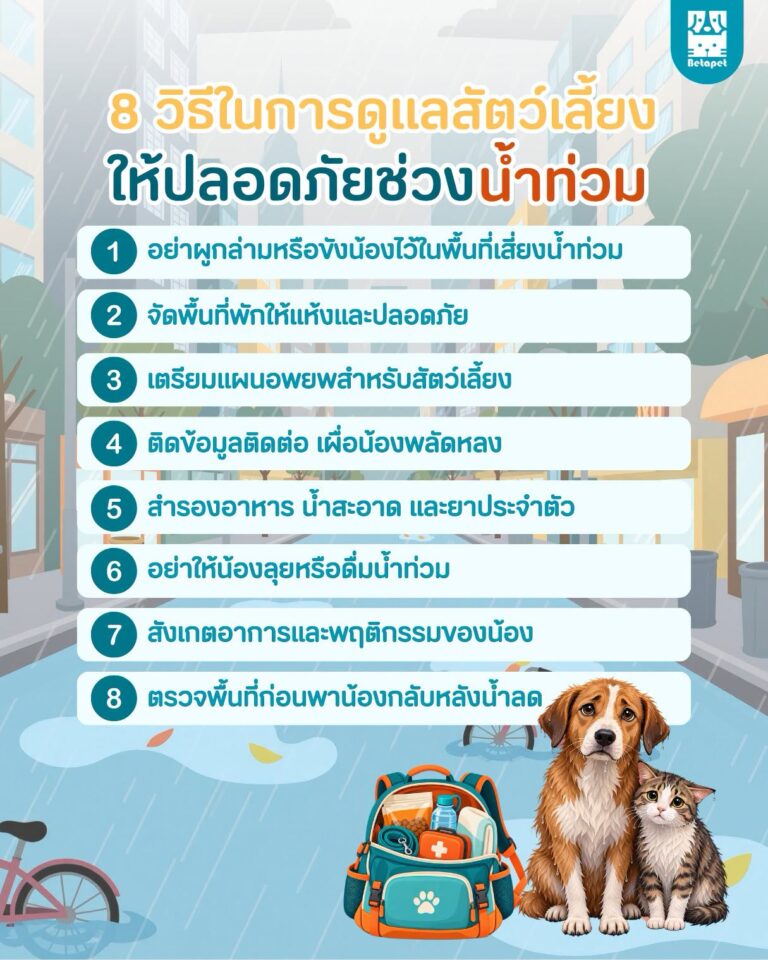 8-flood-safety-tips-for-dogs-and-cats