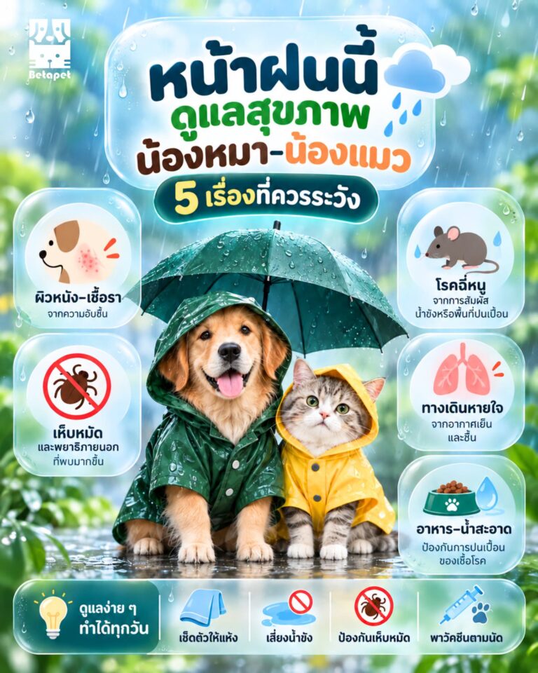 rainy-season-pet-care-dogs-cats