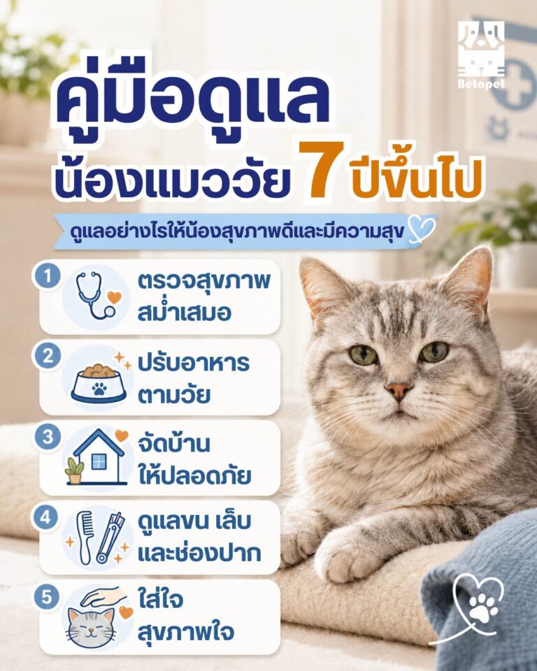 senior-cat-care-guide-7-years